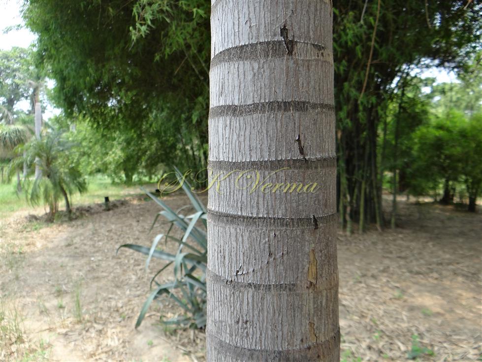  Trunk